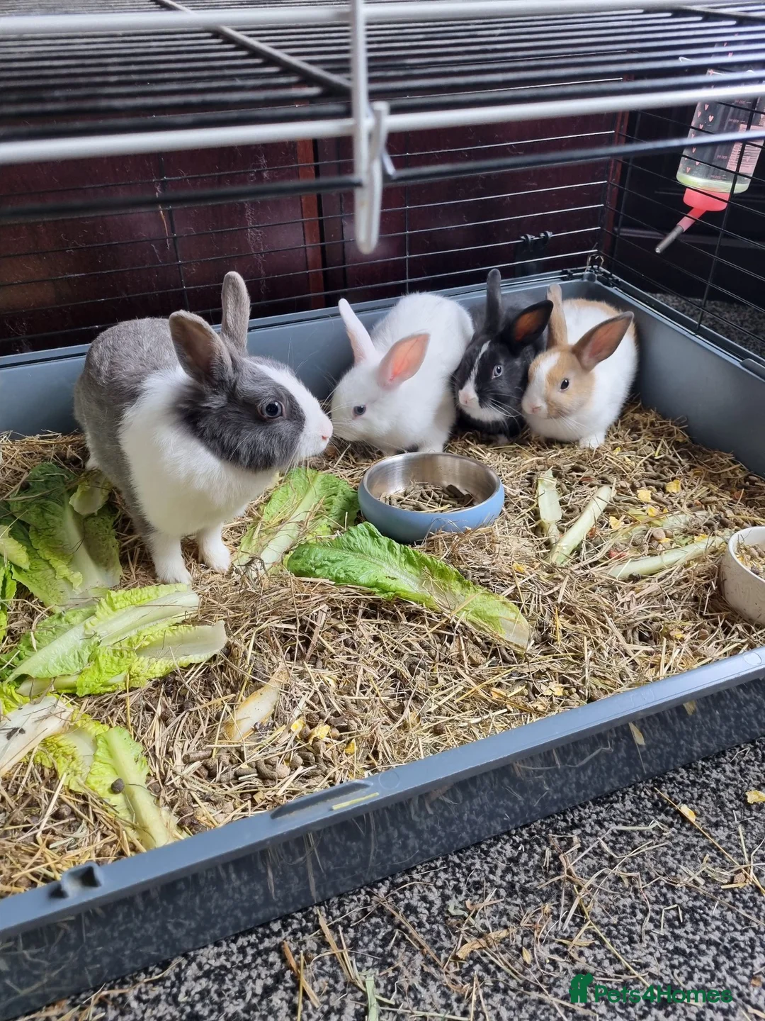 Mini Lop rabbits for sale: Mini lop - Advert 1