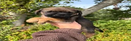 Border Terrier dogs for sale: ⭐ KC REG SLEM CLEAR BORDER TERRIER PUPPIES ⭐  - Advert 13