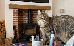 Maine Coon cats for sale: TICA Pedigree Stunning Cuddly 1 Year Old Female - Image 2