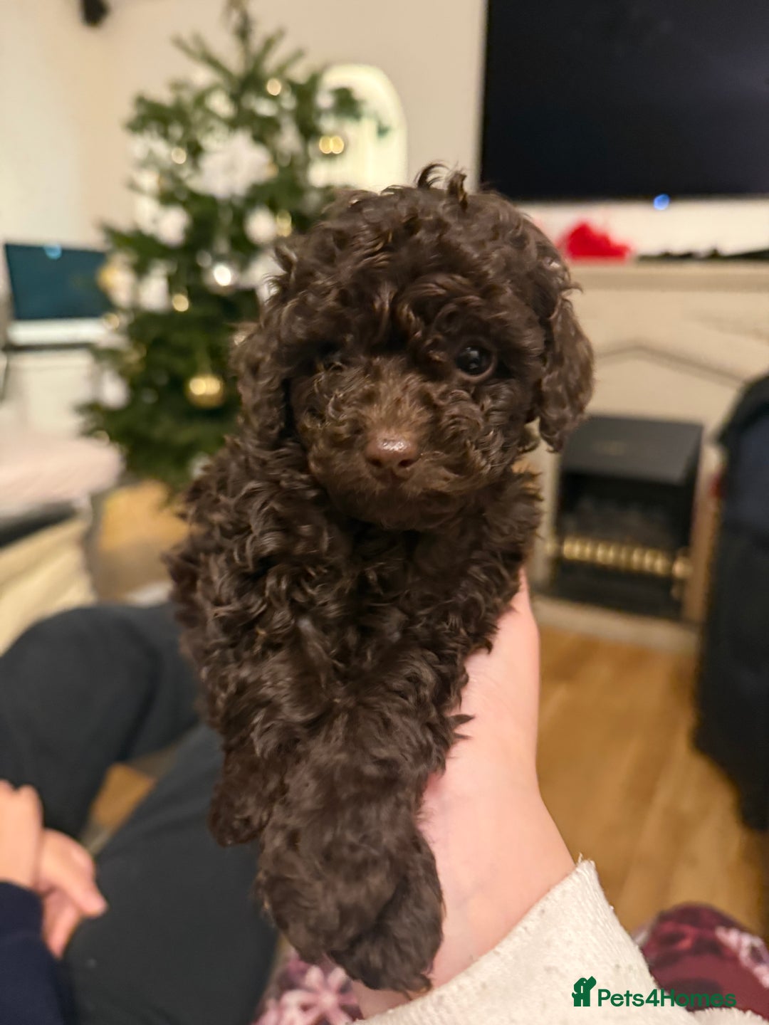 Toy Poodle dogs for sale: 3 adorable toy poodles. Multicoloured, check des. - Advert 10