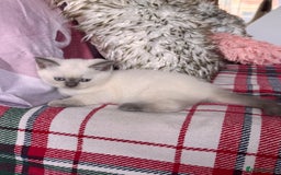 British Shorthair cats for sale: All have an new home  ❤️‍🔥💝  - Image 8