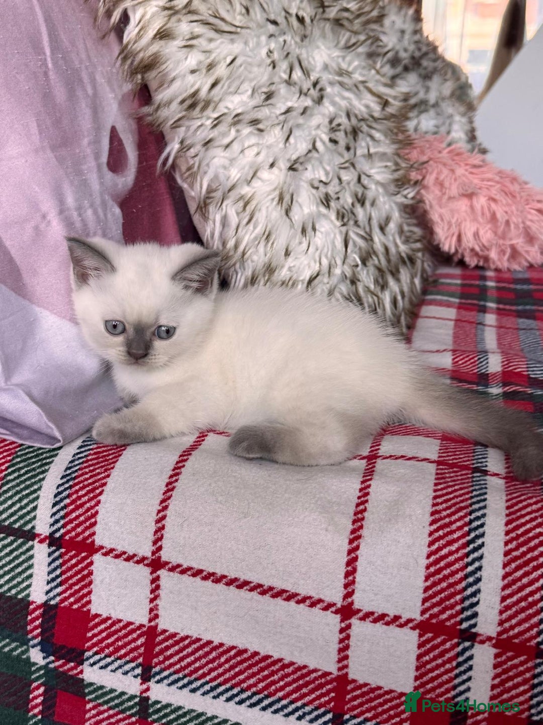 British Shorthair cats for sale: All have an new home  ❤️‍🔥💝  - Image 8