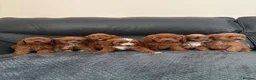 Cavapoo dogs for sale: Gorgeous CavaPoo puppies - Advert 2