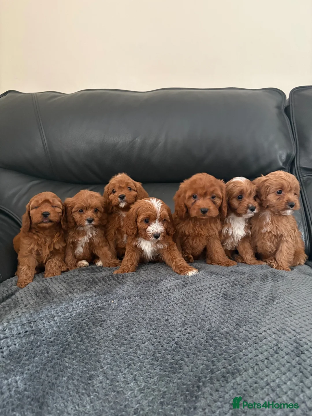 Cavapoo dogs for sale: Gorgeous CavaPoo puppies - Advert 2
