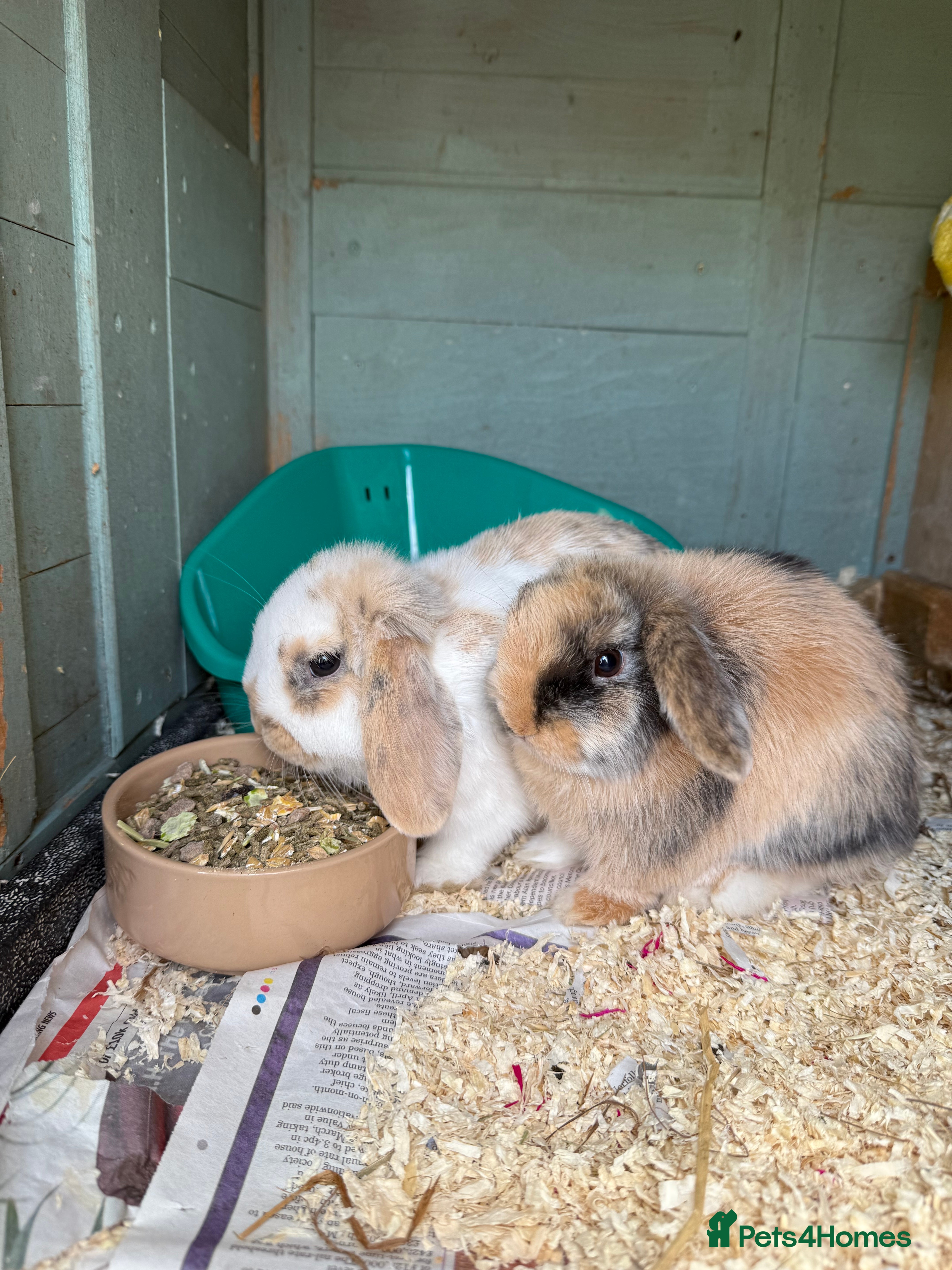 Mini Lop rabbits Bonded female bunnies  - Advert 5