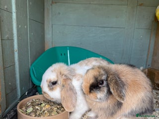 Mini Lop rabbits Bonded female bunnies - Advert 2