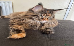 Maine Coon cats for sale: HURRY!! 10-MONTH-OLD MAINE COON KITTENS FOR SALE🐱 - Image 8