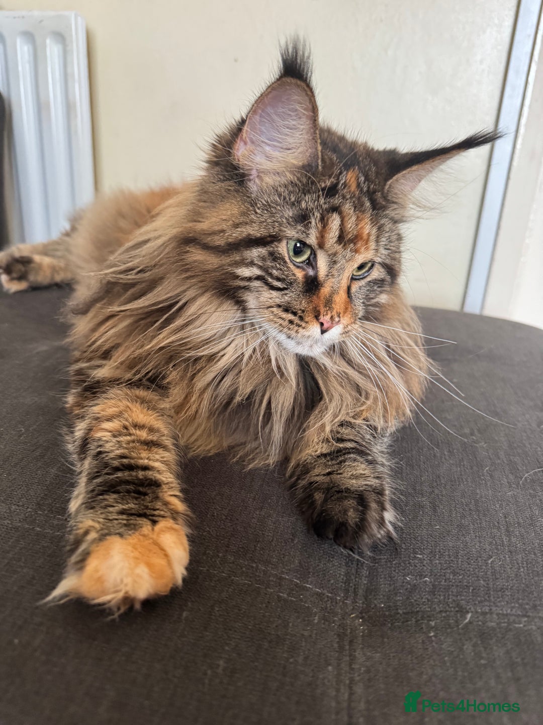Maine Coon cats for sale: HURRY!! 10-MONTH-OLD MAINE COON KITTENS FOR SALE🐱 - Image 8