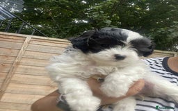 Maltipoo dogs for sale: Maltipoo puppies for sale  - Image 15