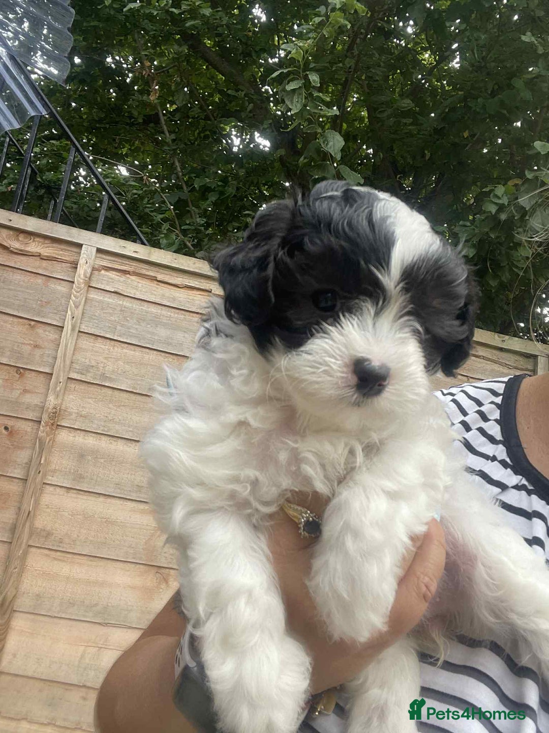 Maltipoo dogs for sale: Maltipoo puppies for sale  - Image 15
