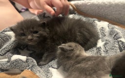 Maine Coon cats for sale: Kittens  - Image 14