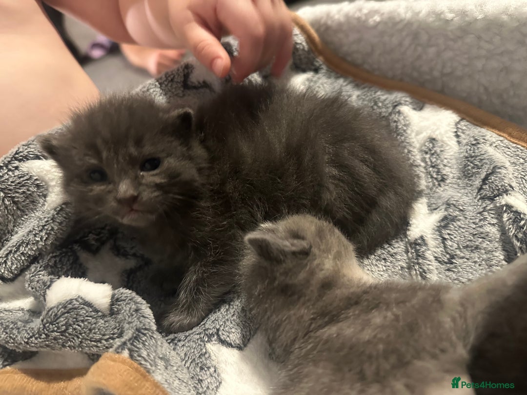 Maine Coon cats for sale: Kittens  - Image 14