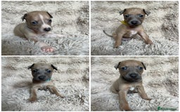 Mixed Breed dogs for sale: 3/4 Italian greyhound puppies  - Image 1