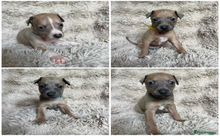 Mixed Breed dogs - Advert 7