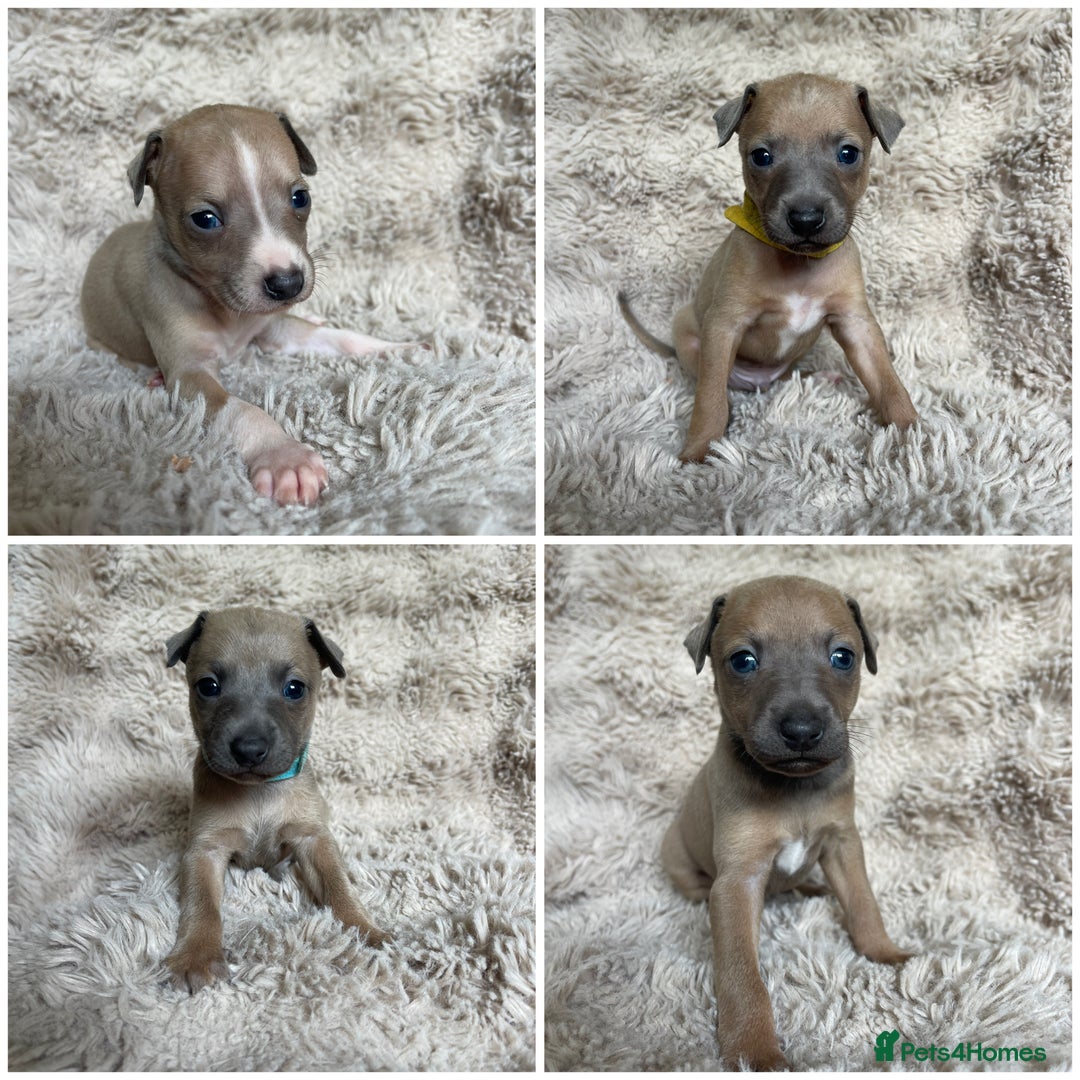 Mixed Breed dogs for sale: 3/4 Italian greyhound puppies  - Image 1