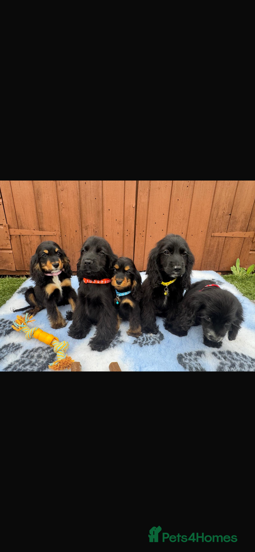 Cocker Spaniel dogs for sale: Show type cocker spaniel puppy’s  - Image 1