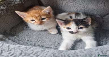 Mixed Breed cats - Advert 1
