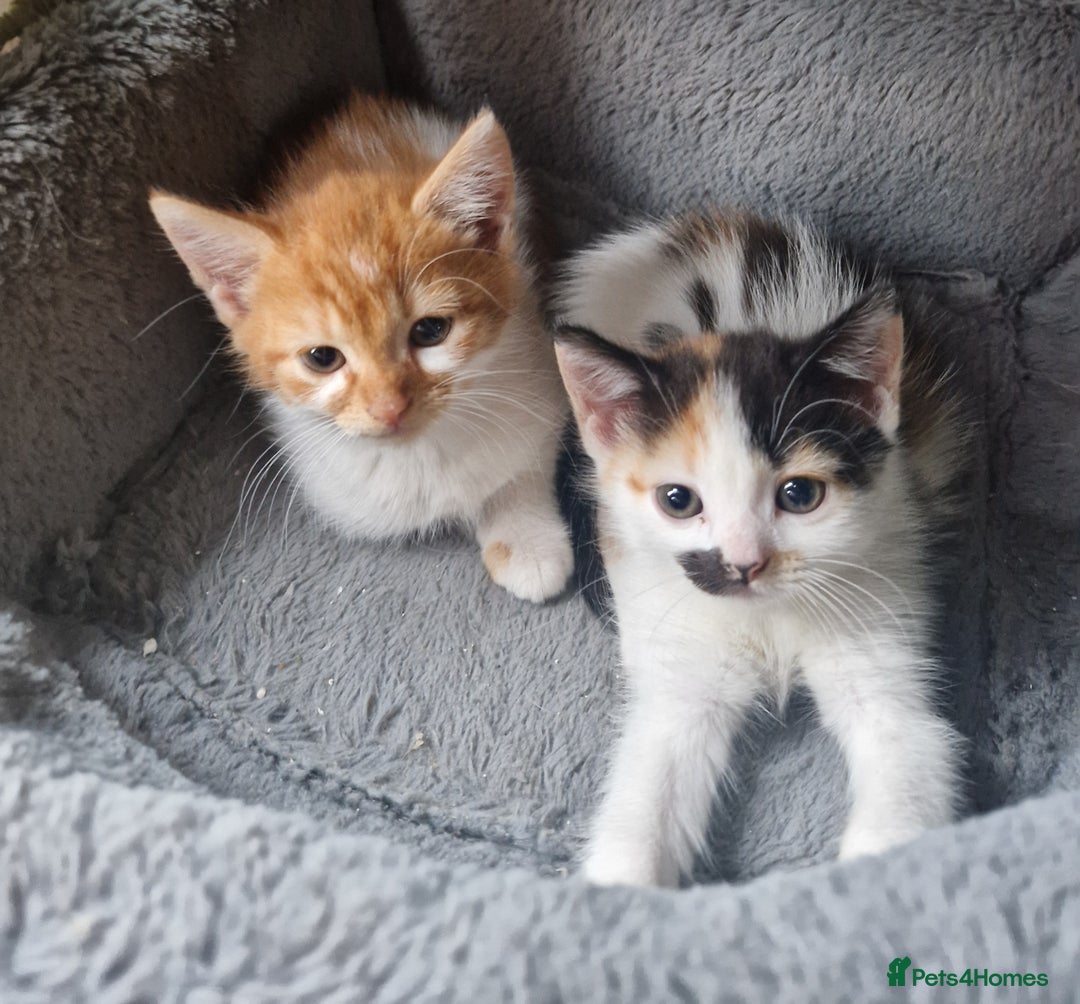 Mixed Breed cats for sale: Siberian cross ready to go!!! - Image 2