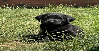 Labrador Retriever dogs - Advert 11
