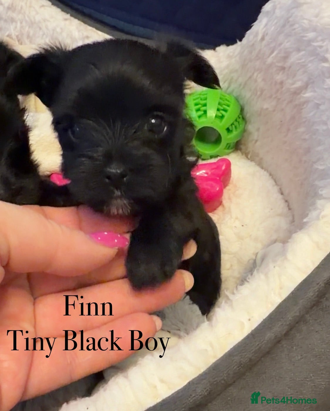 Yorkshire Terrier dogs For sale Tiny Yorkshire Terrier - Advert 1