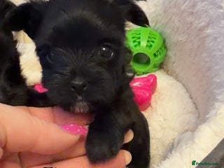 Yorkshire Terrier dogs For sale Tiny Yorkshire Terrier - Advert 4