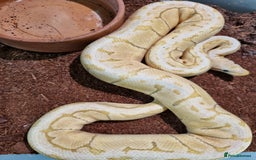 Python Snake reptiles for sale: Breeding trio of royal pythons - Image 6