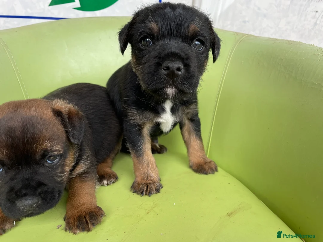 Border Terrier dogs for stud: border terrier in Chard - Advert 6