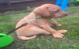 Labrador Retriever dogs for sale: KC registered Labrador retrievers for sale  - Image 11