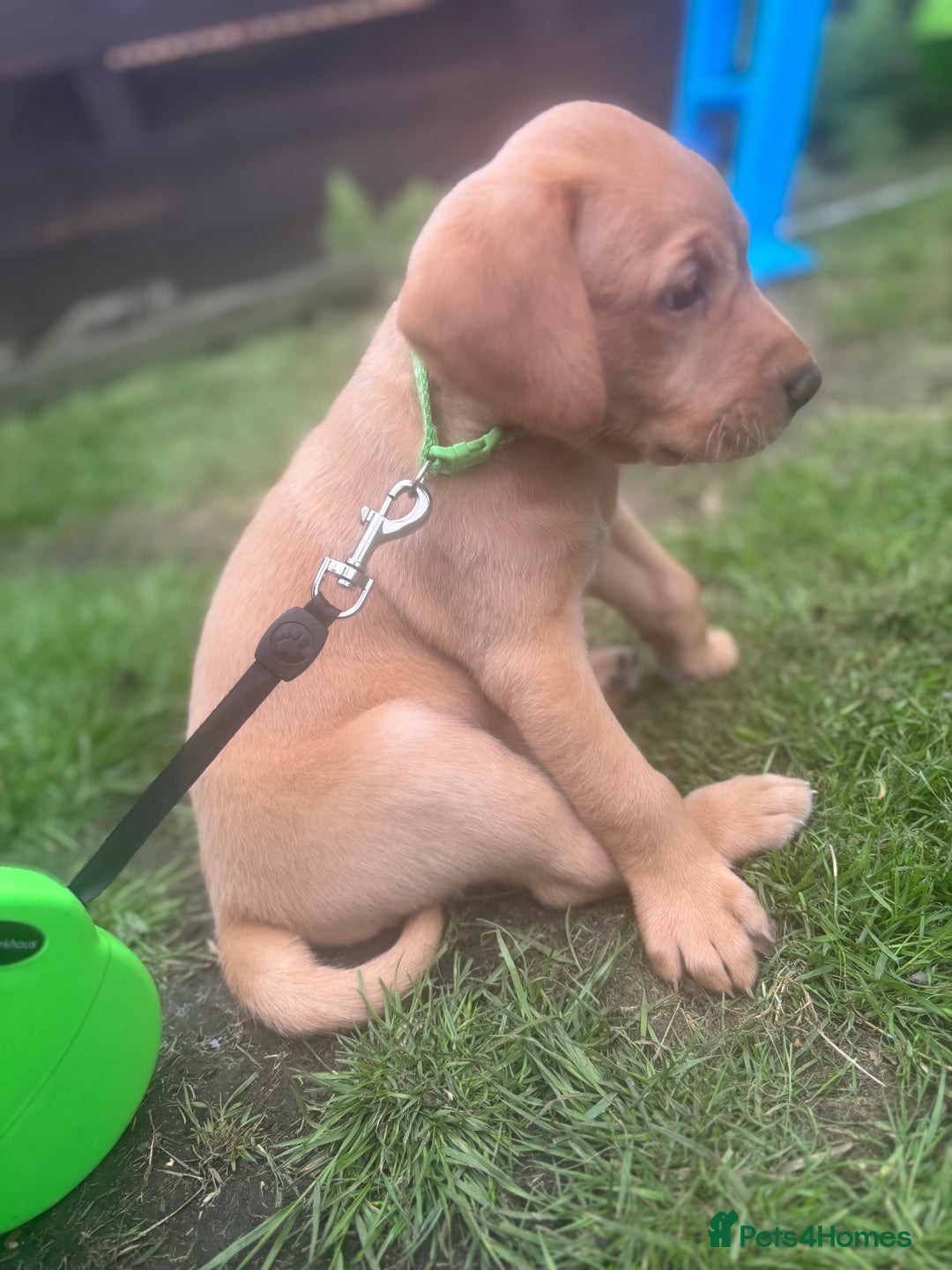 Labrador Retriever dogs for sale: KC registered Labrador retrievers for sale  - Image 11