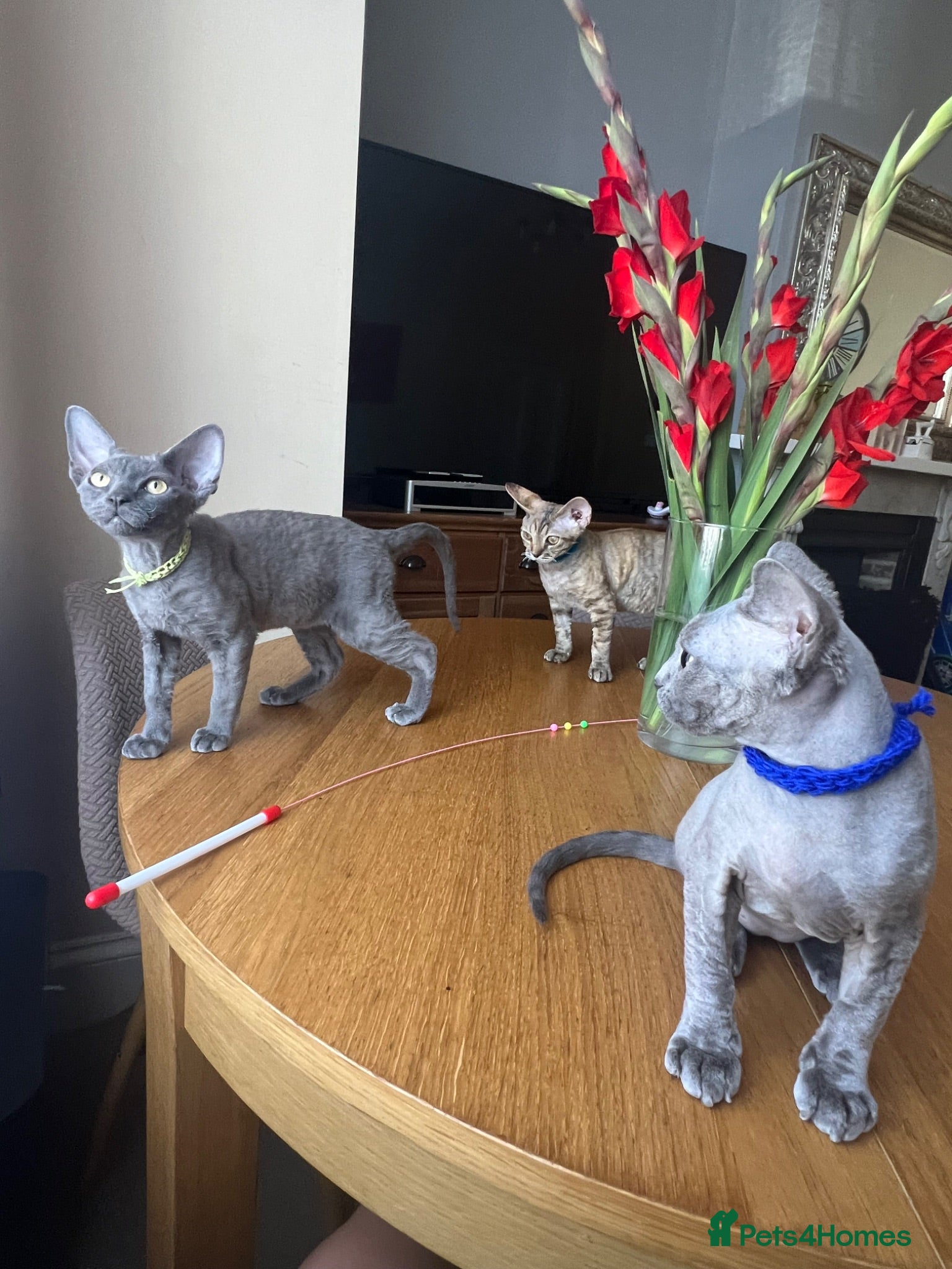 Devon Rex cats Our beautiful Devon Rex kittens are ready to move  - Advert 3