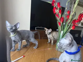 Devon Rex cats Our beautiful Devon Rex kittens are ready to move - Advert 3