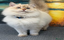 British Longhair cats for sale: British longhair golden point TICA  - Advert 3