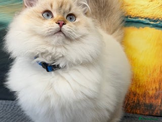 British Longhair cats British longhair golden point TICA - Advert 13