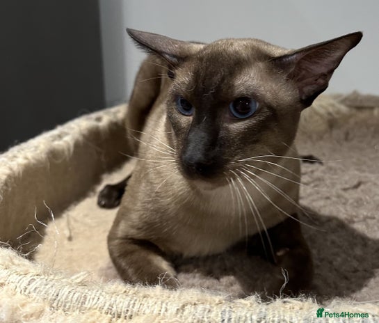 Siamese cats Handsome Seal Point Male - Active Register - Advert 4