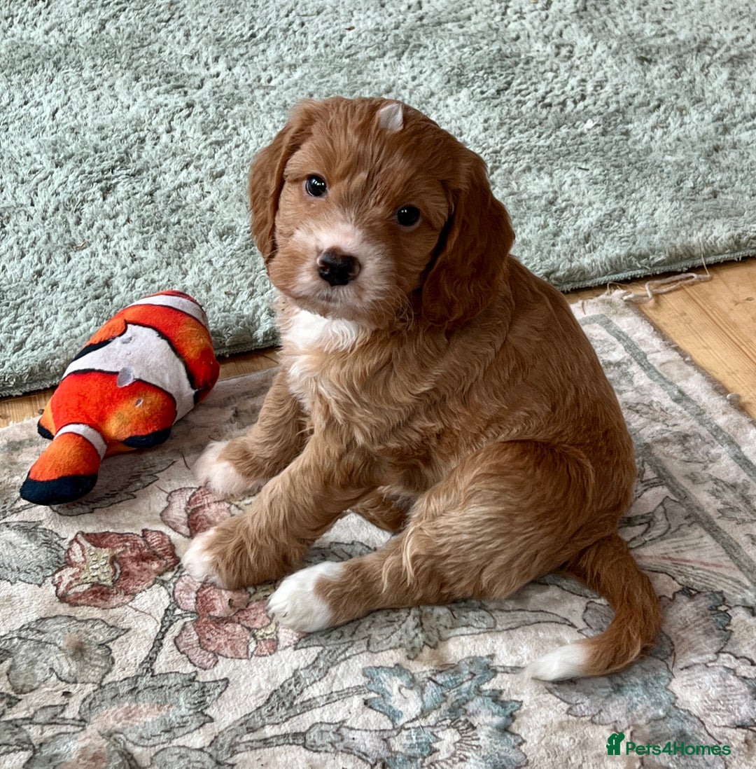 Cockapoo dogs for sale: Stunning F1 Cockapoo  - Advert 3