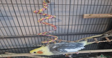 Cockatiels birds - Advert 7