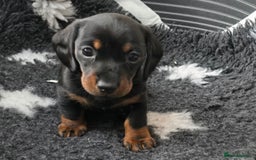 Miniature Dachshund dogs for sale: KC Miniature Dachshund Pups  - Image 6