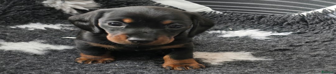 Black and tan boy green