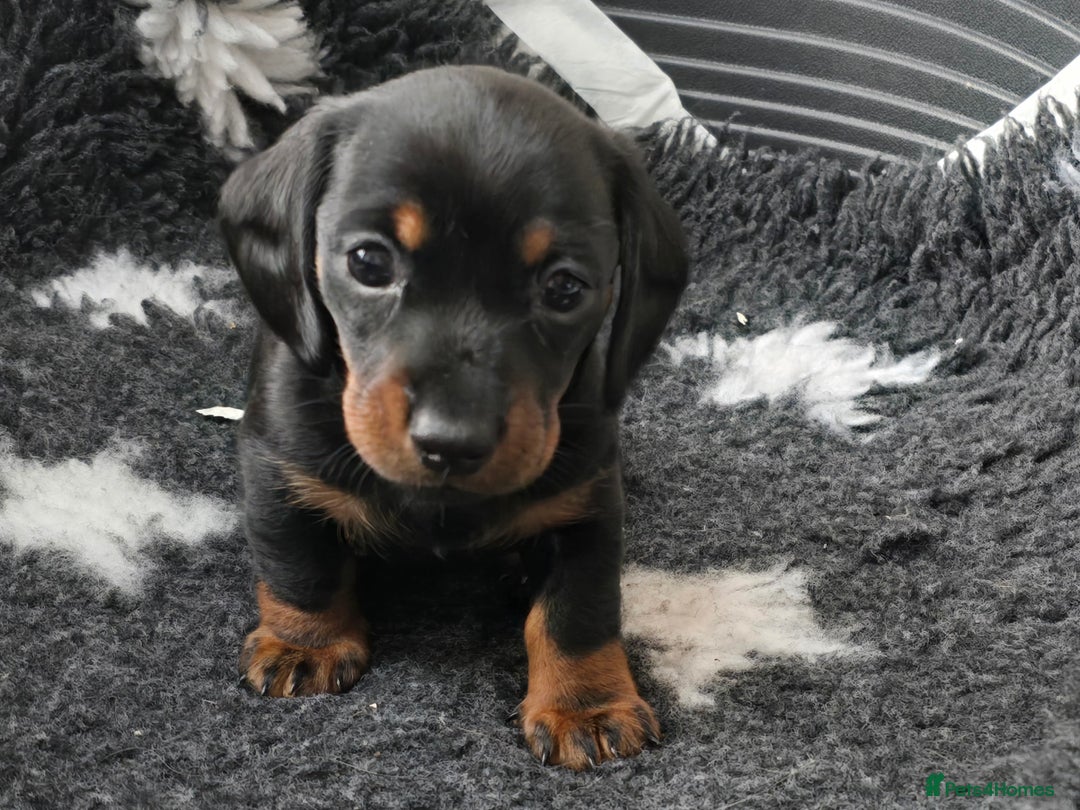 Miniature Dachshund dogs for sale: KC Miniature Dachshund Pups  - Image 6