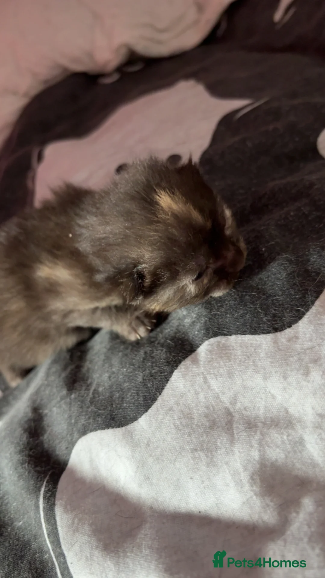 Mixed Breed cats for sale: Beautiful ginger and ginger mix kittens in Stourbridge - Advert 8