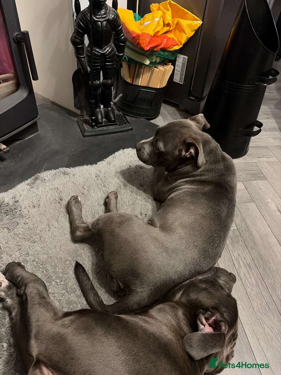 Staffordshire Bull Terrier dogs for sale: beautiful blue KC Staff - Advert 2