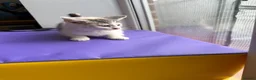 Mixed Breed cats for sale: 4 STUNNING KITTENS READY FOR A LOVING HOME - Advert 18