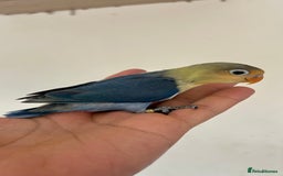 Lovebirds birds for sale: Handfed - tame lovebird babies - Image 10