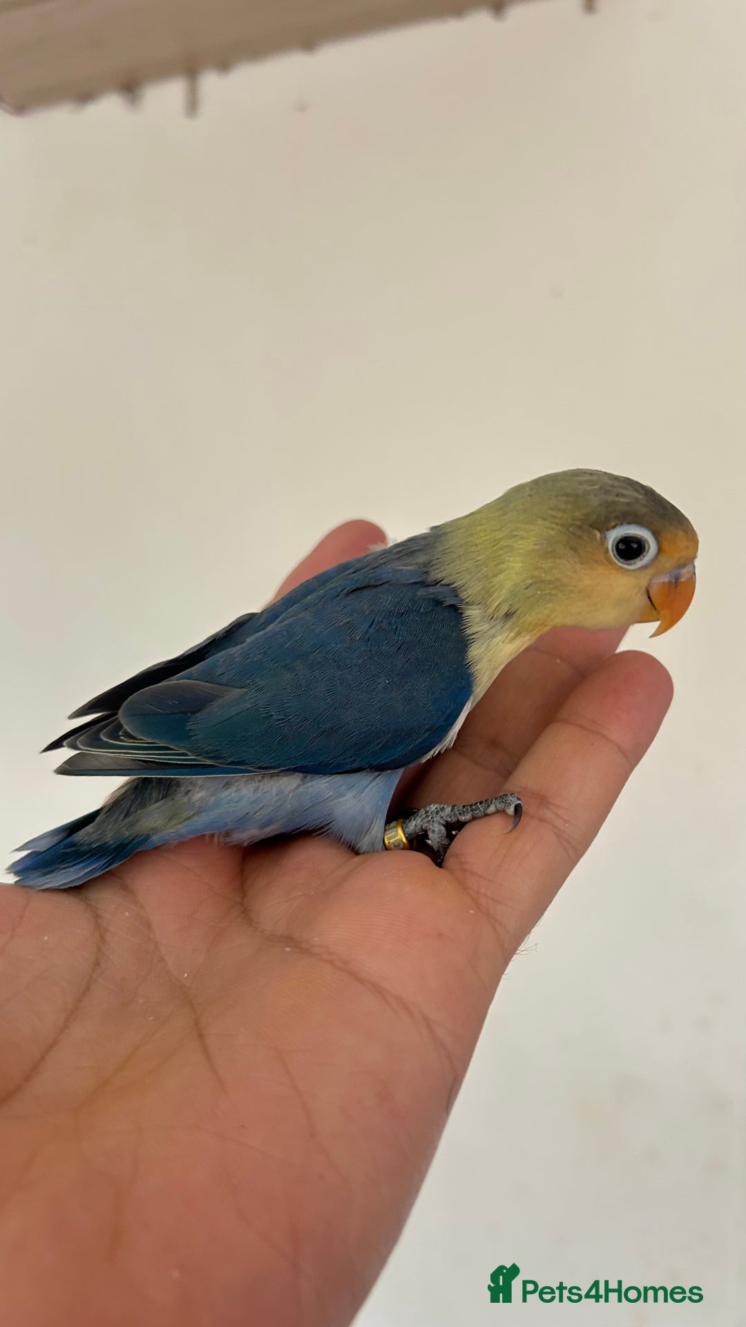 Lovebirds birds for sale: Handfed - tame lovebird babies - Image 10