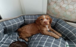 Cocker Spaniel dogs for sale: Stunning pedigree cocker spaniel puppies  - Image 8