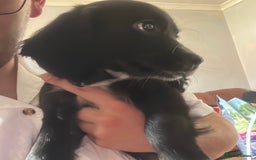 Sprocker dogs for sale: sprocker Pups  - Image 2