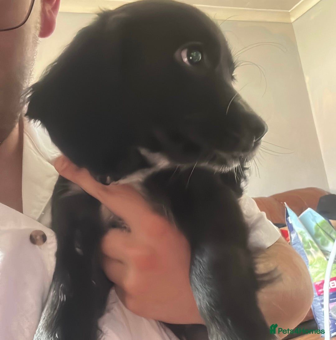 Sprocker dogs for sale: sprocker Pups  - Image 2