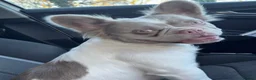 French Bulldog dogs for sale: Visual fluffy French bulldogs - Advert 1