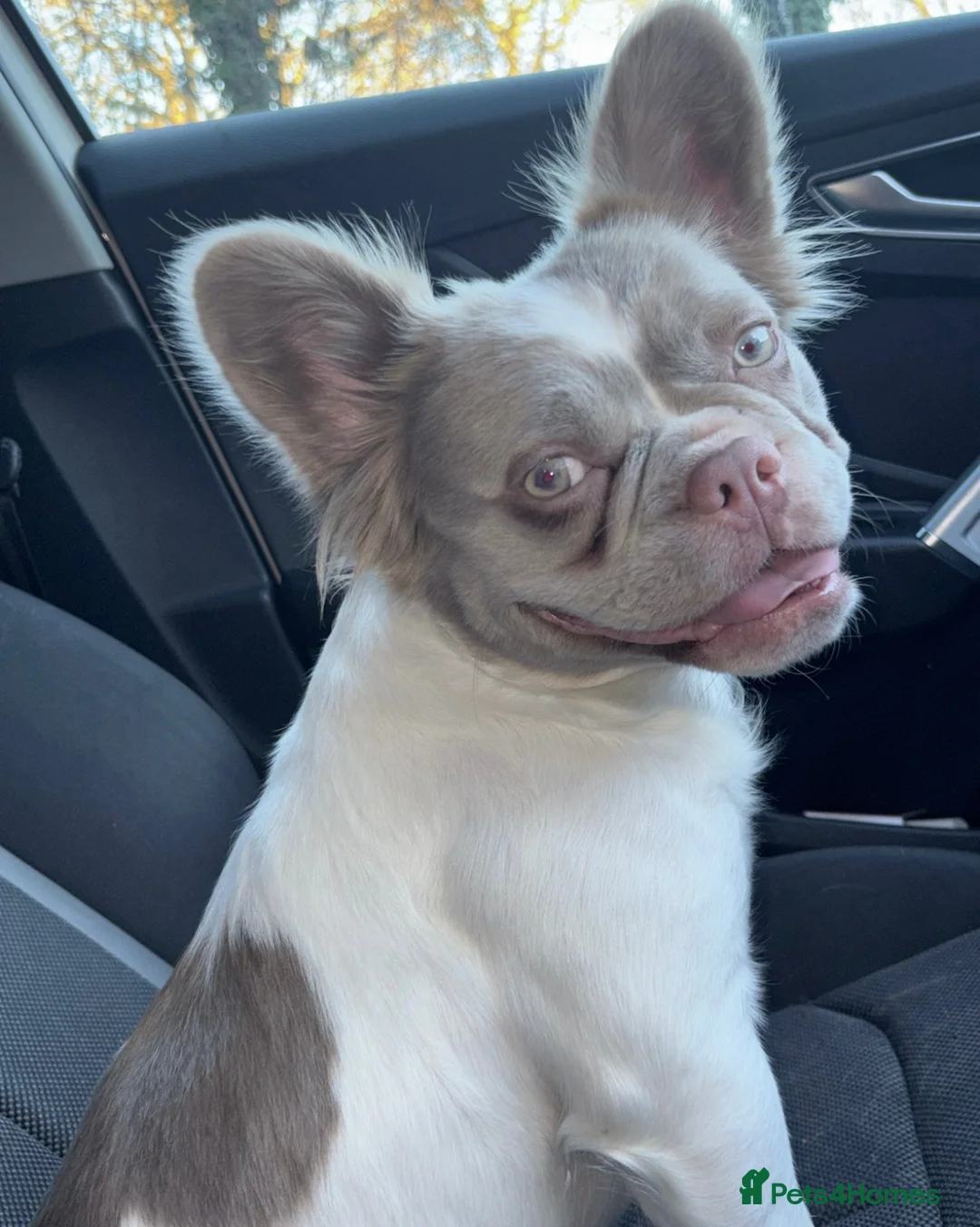 French Bulldog dogs for sale: Visual fluffy French bulldogs - Advert 1