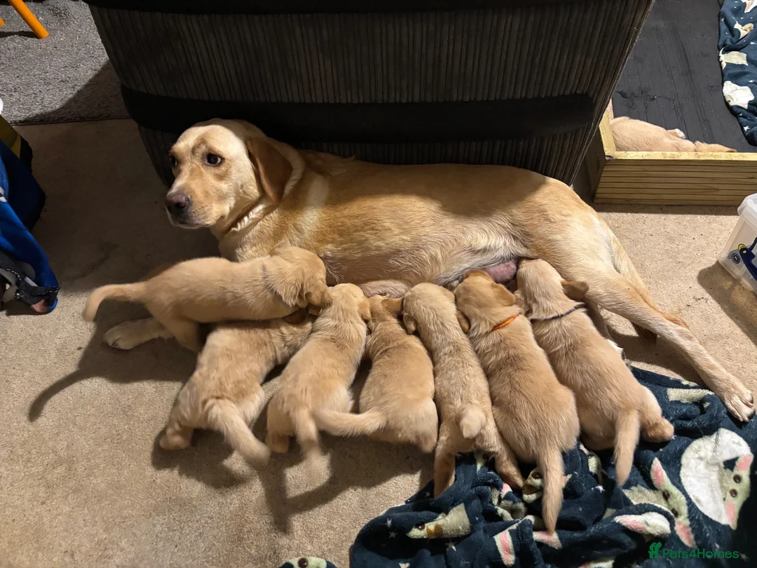 Labrador Retriever dogs for sale: LABRADOR PUPPIES FOR SALE - Advert 1